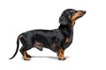 A manipulated image of a very short Dachshund dog puppy, black and tan on isolated on white background