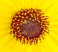 Manipulated, Macrophotography of Sunflowers, Helianthus flowering plant Royalty Free Stock Photo