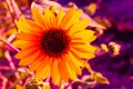 Manipulated, Macrophotography of Sunflowers, whole Helianthus flowering plant Royalty Free Stock Photo