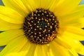 Manipulated, Macrophotography of Sunflowers, whole Helianthus flowering plant Royalty Free Stock Photo