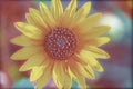 Manipulated, Macrophotography of Sunflowers, whole Helianthus flowering plant Royalty Free Stock Photo