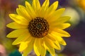 Manipulated, Macrophotography of Sunflowers, whole Helianthus flowering plant Royalty Free Stock Photo