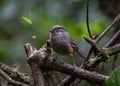 Manipur fulvetta  or Streak throated fulvetta. Royalty Free Stock Photo