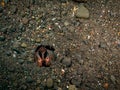 Manis Shrimp in hole, Indonesia