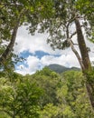 Manjal Dimbi (a.k.a. Mount Demi), Mossman Gorge, Daintree Natio Royalty Free Stock Photo