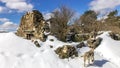 Manjarin, Spain - Dog Walking by the Ruins of Old Buildings in the Snowy Village of Manjarin, along the Way of St James Royalty Free Stock Photo