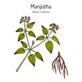 Manjistha Rubia cordifolia , or Indian madder, medicinal plant