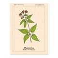 Manjistha Rubia cordifolia , or Indian madder, medicinal plant