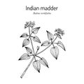 Manjistha Rubia cordifolia , or Indian madder, medicinal plant