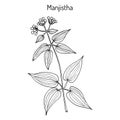 Manjistha Rubia cordifolia , medicinal plant