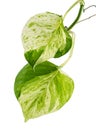 Manjula pothos plant, Epipremnum aureum leaves, Heart shaped leaves isolated on white background, with clipping path