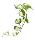 Manjula pothos plant, Epipremnum aureum leaves, Heart shaped leaves isolated on white background, with clipping path Royalty Free Stock Photo