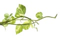 Manjula pothos plant, Epipremnum aureum leaves, Heart shaped leaves isolated on white background, with clipping path