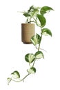 Manjula pothos plant in pot, Epipremnum aureum leaves, Heart shaped leaves isolated on white background, with clipping path Royalty Free Stock Photo