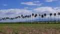 Manjuyod Rice Fields 03