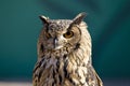 Manly owl Royalty Free Stock Photo