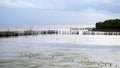 Manmade bamboo fence on mangrove beach Royalty Free Stock Photo