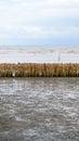 Manmade bamboo fence on mangrove beach Royalty Free Stock Photo