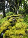 Manmade stacked mossy rocks with flowing water into a pond