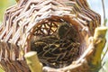 Manmade wooden wild duck nesting basket standing in water