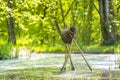 Manmade wooden wild duck nesting basket standing in water