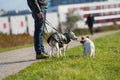 Dog owner with two dogs Royalty Free Stock Photo