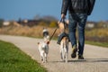 Dog owner with two dogs Royalty Free Stock Photo