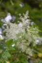 Manna ash Fraxinus ornus white inflorescence Royalty Free Stock Photo