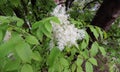 Manna ash or South European flowering ash