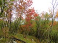 Manna ash or south european flowering ash and european hop-hornbeam forest