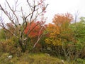 Manna ash or south european flowering ash forest