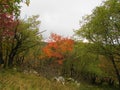 Manna ash or south european flowering ash tree