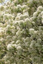 Manna ash tree flowers in springtime (Fraxinus ornus Royalty Free Stock Photo