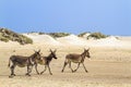 Mannar donkey in Kalpitiya, Sri Lanka