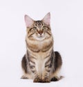 Manne Coon Brown Tabby Cat Royalty Free Stock Photo