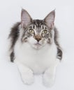 Manne Coon Silver Tabby Cat Royalty Free Stock Photo