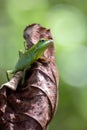 The manned forest lizard