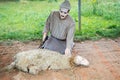 Traditional sheep shearing in Morocco