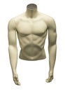 MANNEQUIN OF MALE TORSO ON WHITE BACKGROUND Royalty Free Stock Photo