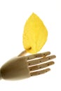 Mannequin wooden hand holding autumn yellow leaves