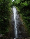 Manoa Falls hidden in jungle near Honolulu, Oahu, Hawaii Royalty Free Stock Photo