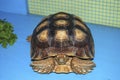 manouria emys asian forest tortoise turtle Royalty Free Stock Photo