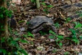 Manouria emys phayeiBiyth,1853 or Asian Giant Tortoise.