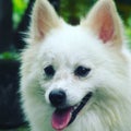 White pomer dog