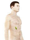 A mans gallbladder Royalty Free Stock Photo