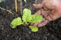 Mans hand in the Garden