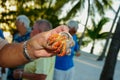 Mans hand holding a bright tropical hermit crab emerging for shell