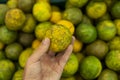 Mans hand holding a green fresh whole ripe green tangerine with a lot of green tangerines as a background. Food concept Royalty Free Stock Photo