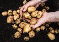 Mans hand holding potatoes