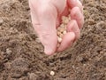 Mans hand planting peas in the garden. FarmerÃÂ´s hand planting seed of green peas into soil. Sowing at springtime